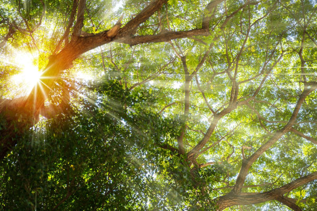 sun through the trees